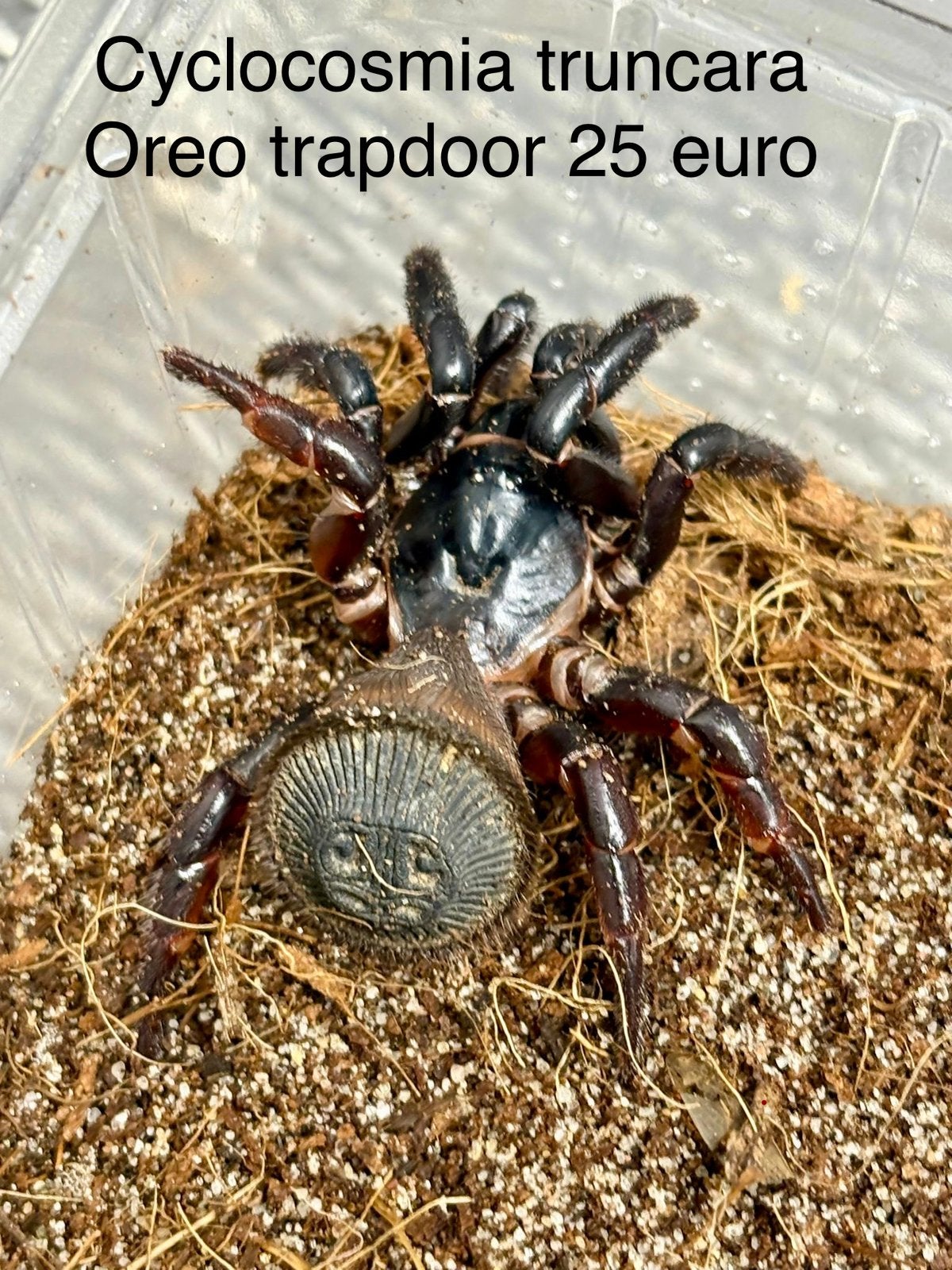 Oreo trapdore spider