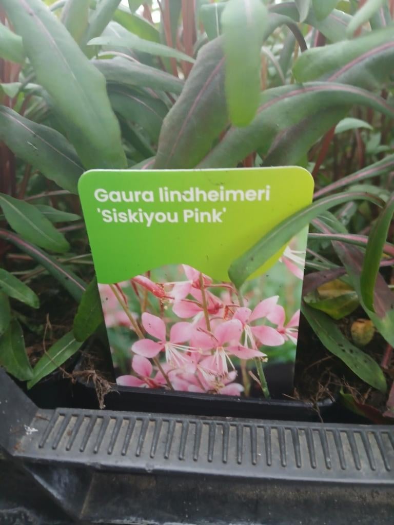 Gaura lindheimeri 'Siskiyou Pink' - Roze Prachtkaars, Tuin en Terras, Planten | Tuinplanten, Ophalen of Verzenden, Overige soorten