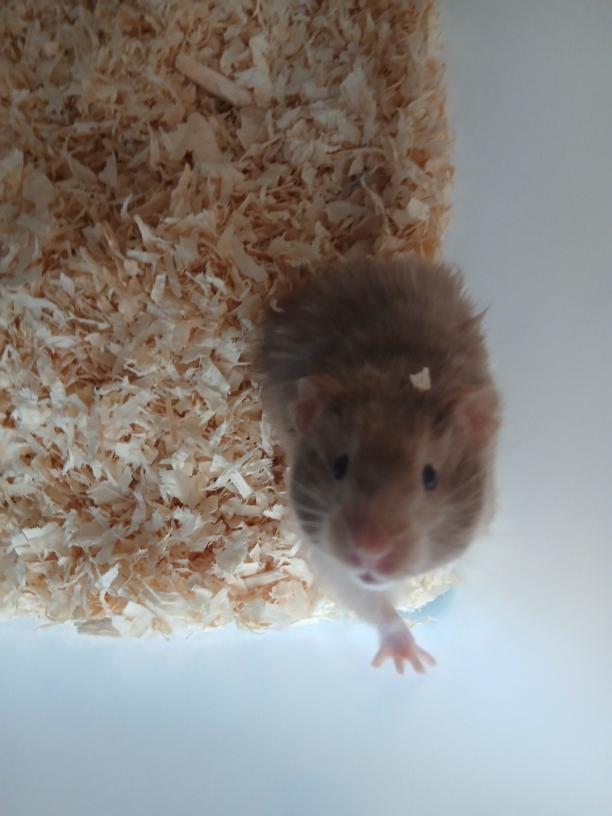 Goudhamster vrouwtje, April, Vrouwelijk, Hamster