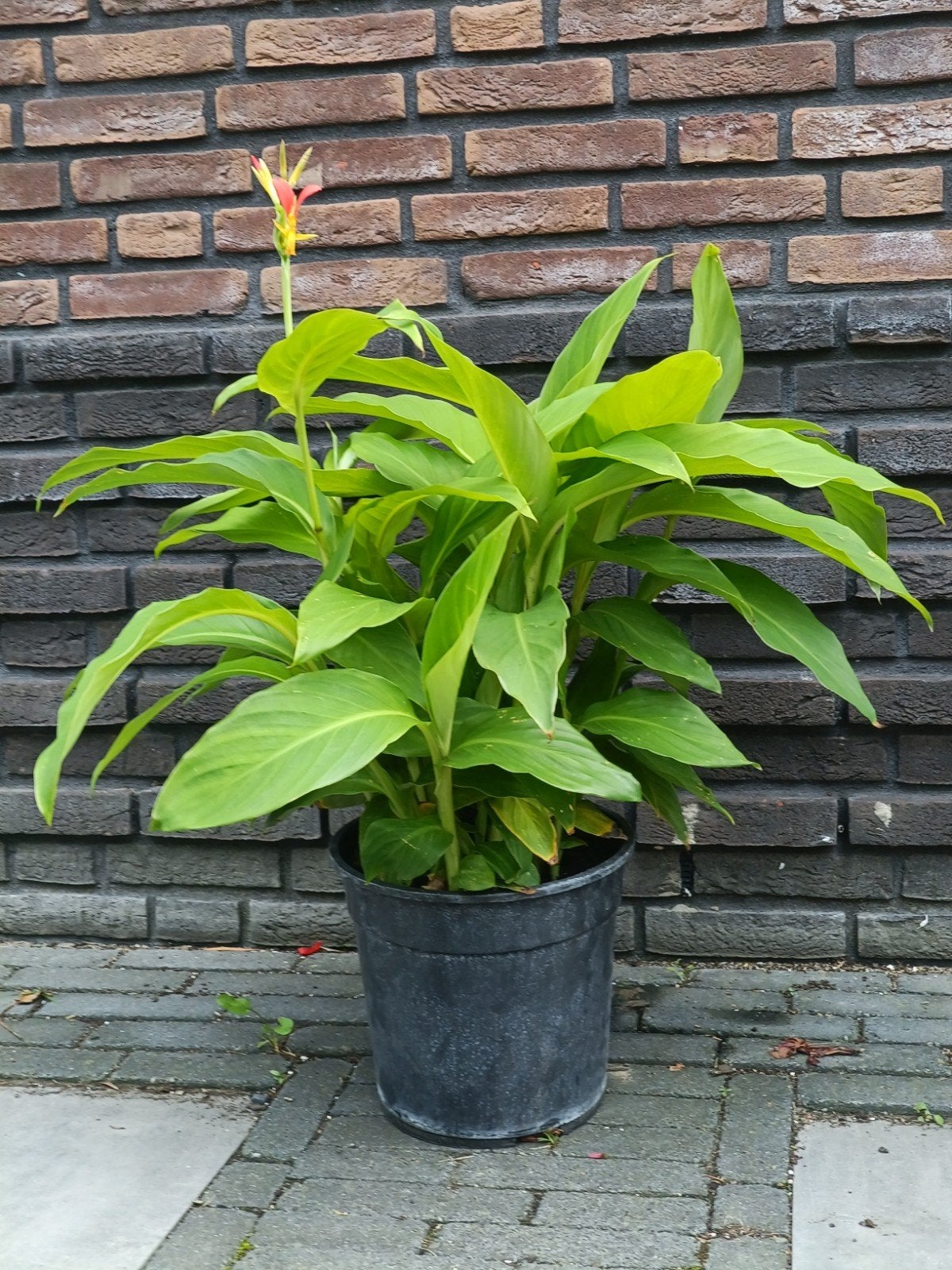 CANNA brasiliensis in een 27cm pot, volle plant., Ophalen, Overige soorten, Volle zon