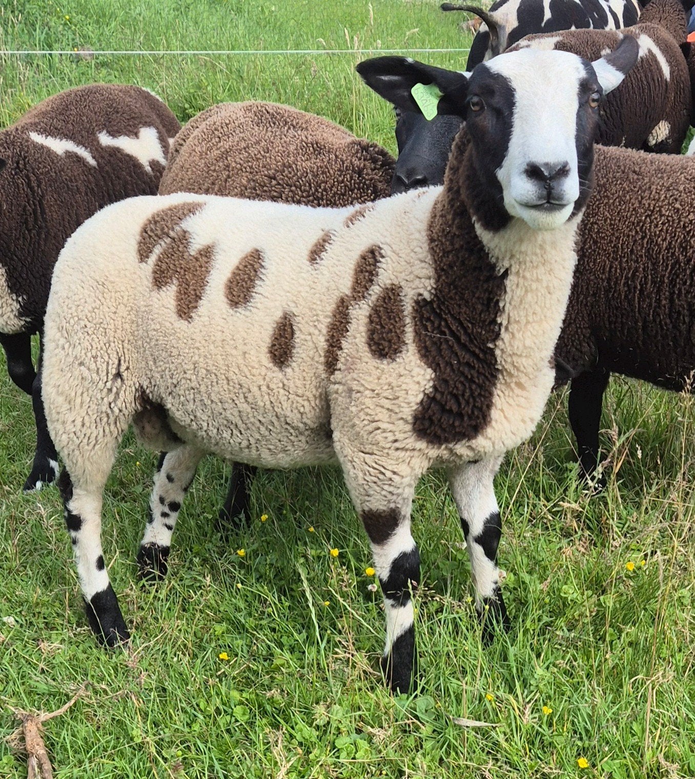 Bonte ram, Mannelijk, Schaap, 0 tot 2 jaar