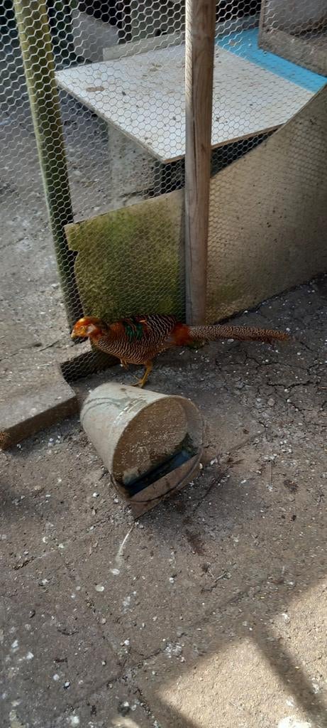 Goudfazant, Dieren en Toebehoren, Pluimvee, Mannelijk, Overige soorten