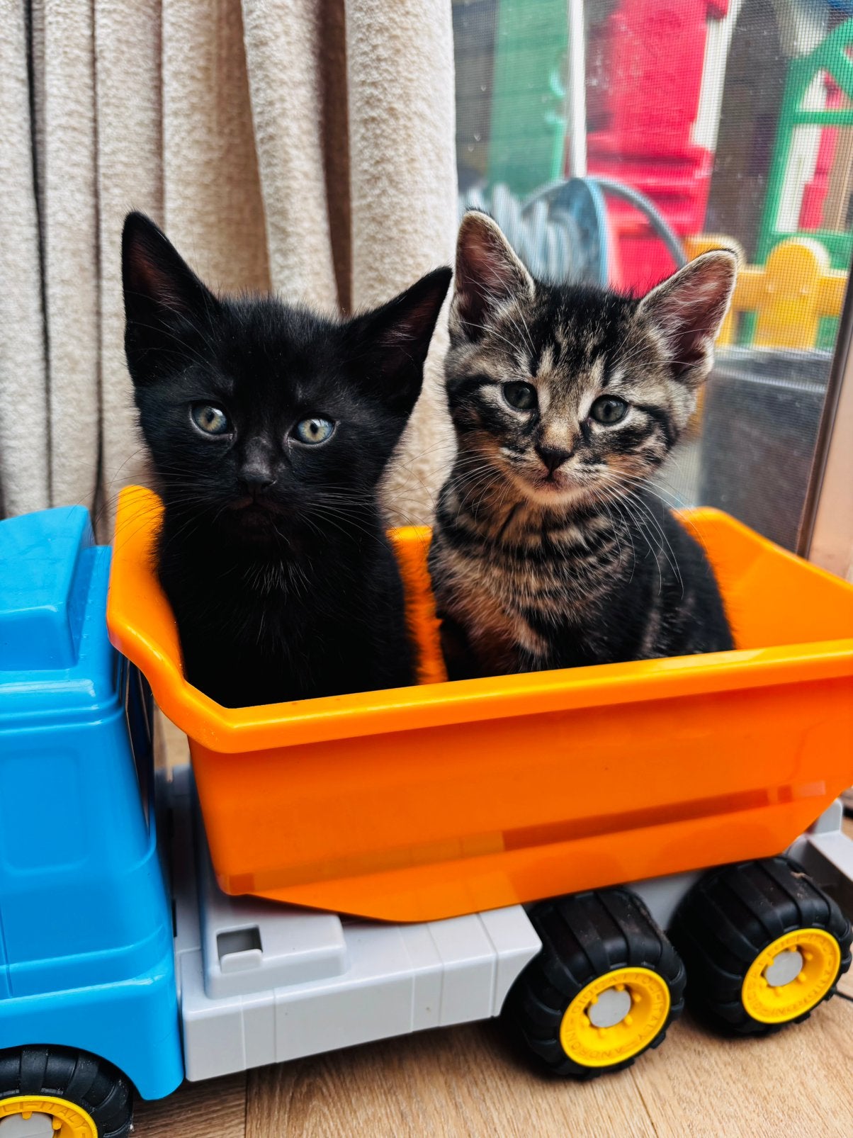 Kittens, Dieren en Toebehoren