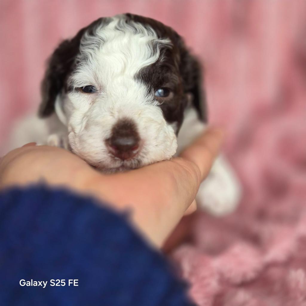 Italiaanse waterhond puppys, Dieren en Toebehoren, Honden | Niet-rashonden, België, Parvo, Particulier, 8 tot 15 weken