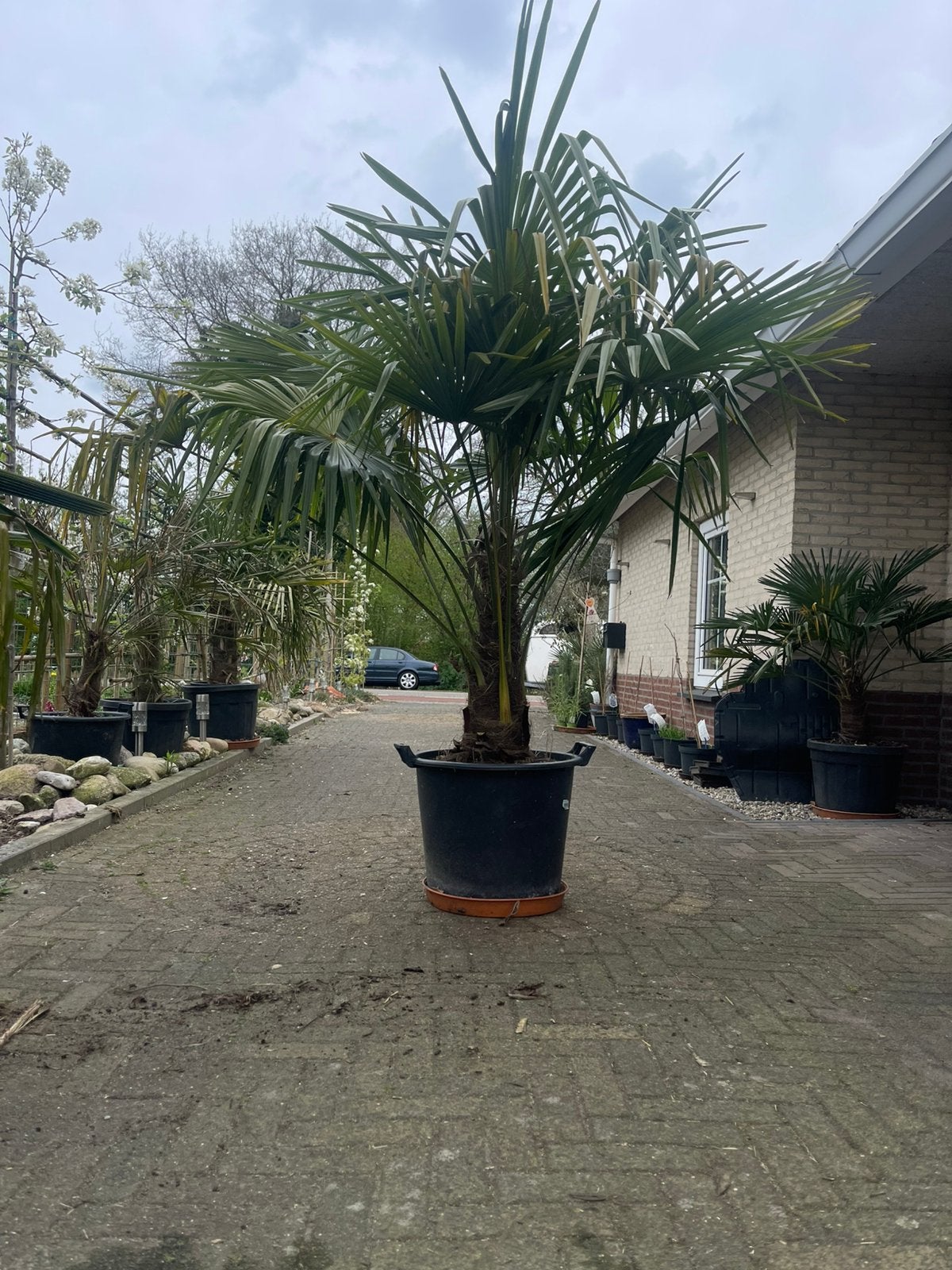 Tekoop: Trachycarpus fortunei (Chinese waaierpalm)., Tuin en Terras, Planten | Bomen, 100 tot 250 cm, Zomer, Palmboom, Ophalen