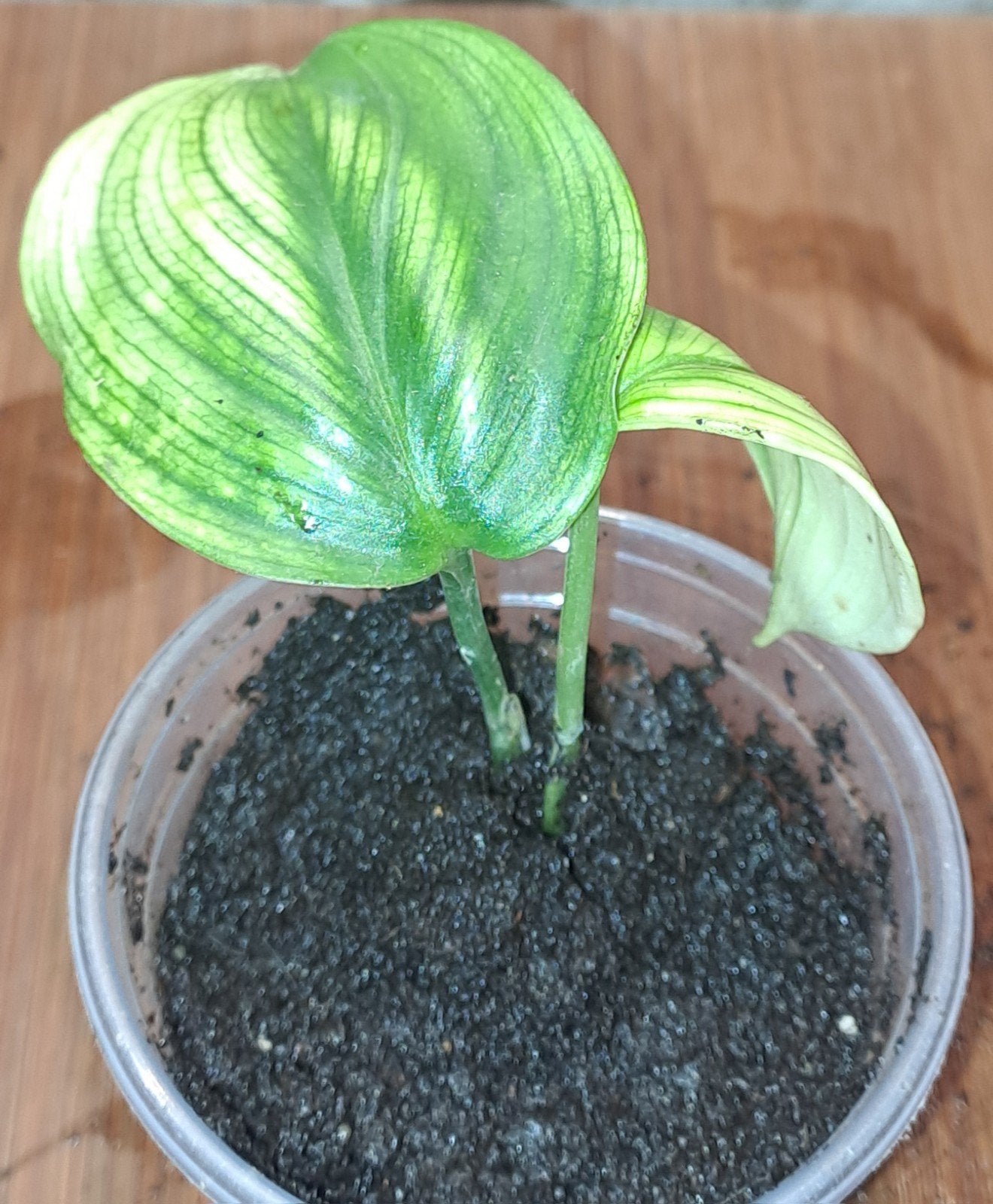 Scindapsus white monster, Huis en Inrichting, Kamerplanten, Ophalen of Verzenden, Halfschaduw, Minder dan 100 cm