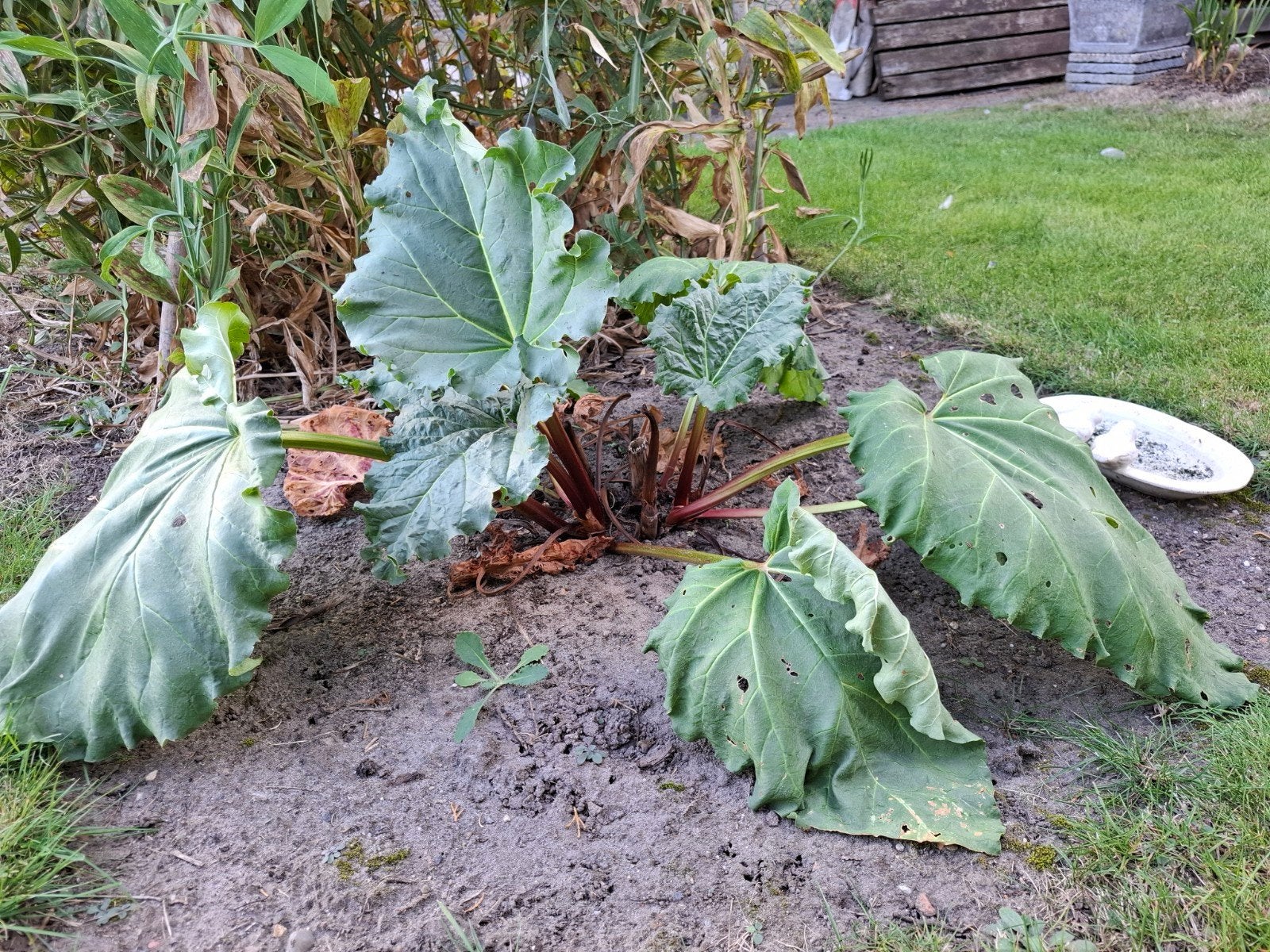 Rabarberplant, Tuin en Terras, Ophalen, Volle zon, Bloeit niet, Groenteplanten