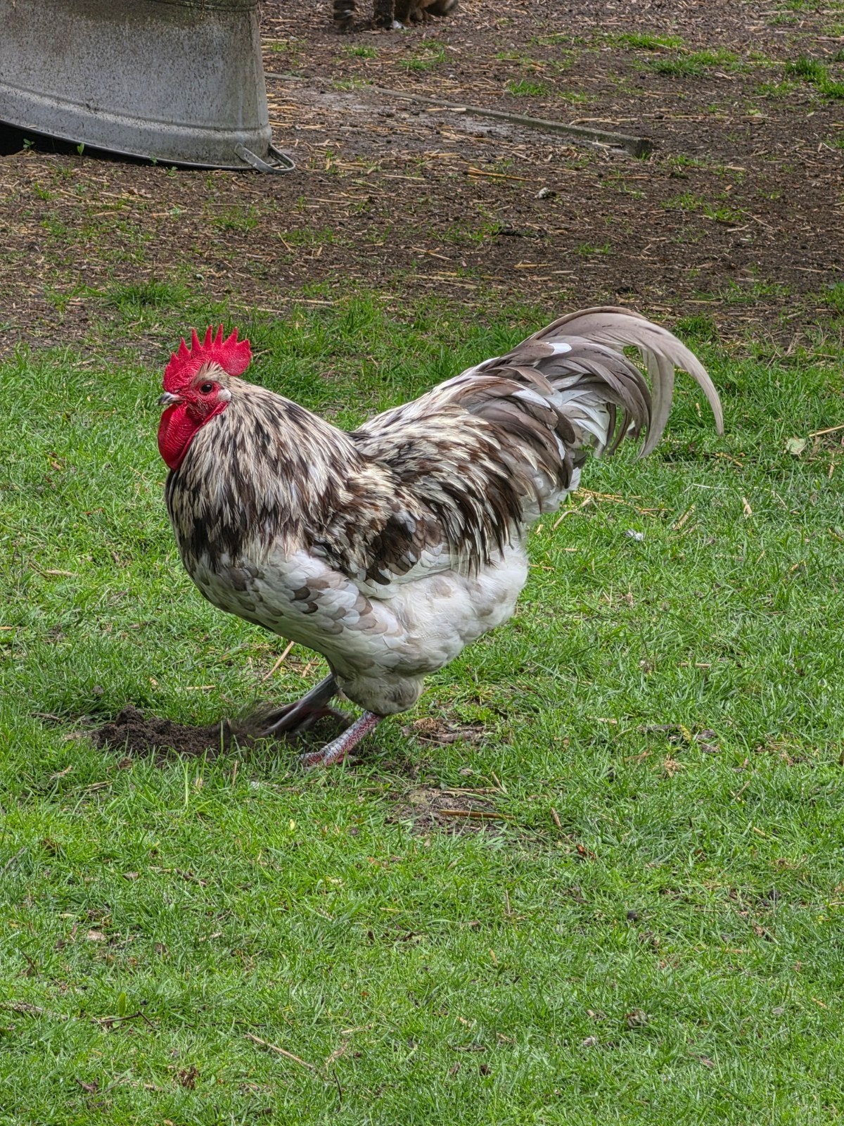 Goed tehuis gezocht voor mijn mooie grote haan, Dieren en Toebehoren, Mannelijk, Kip