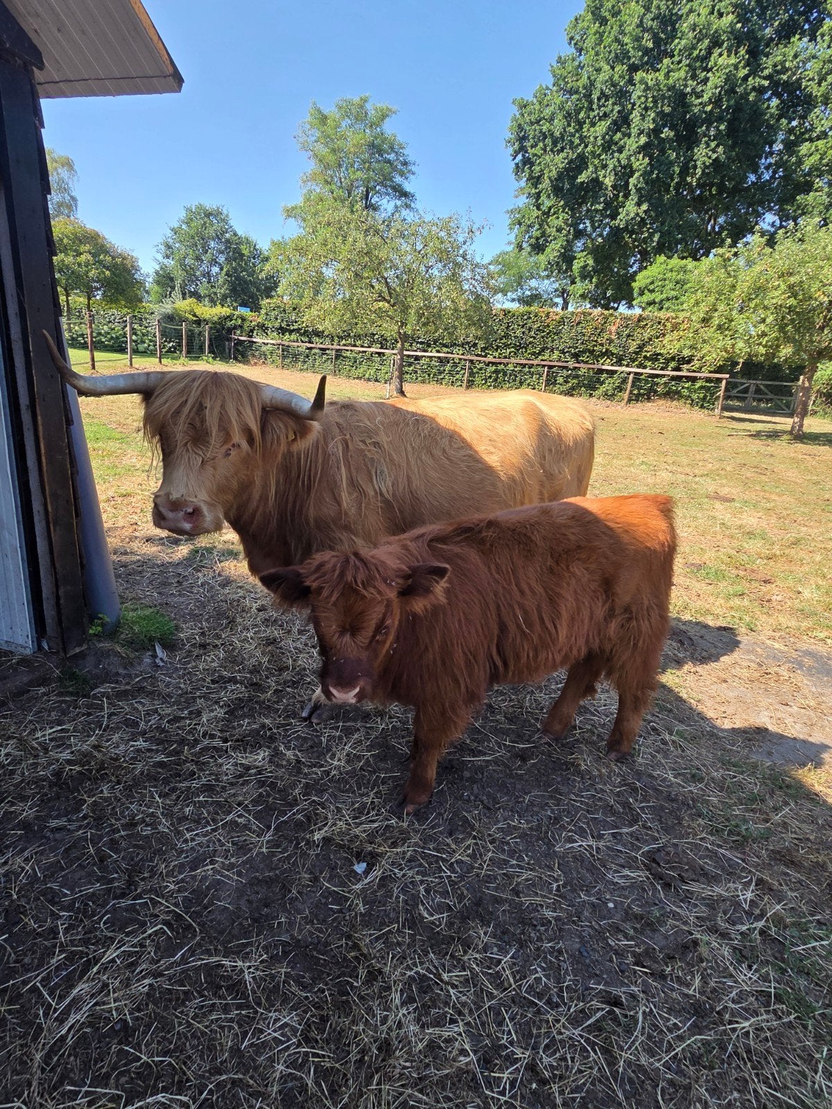 mooi koppel schotsehooglanders tekoop!, Meerdere dieren