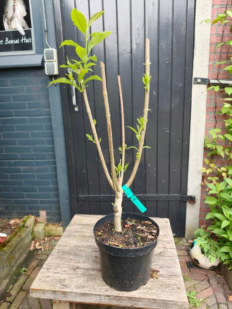 Sering, Ophalen, Volle zon, Overige soorten, Minder dan 100 cm