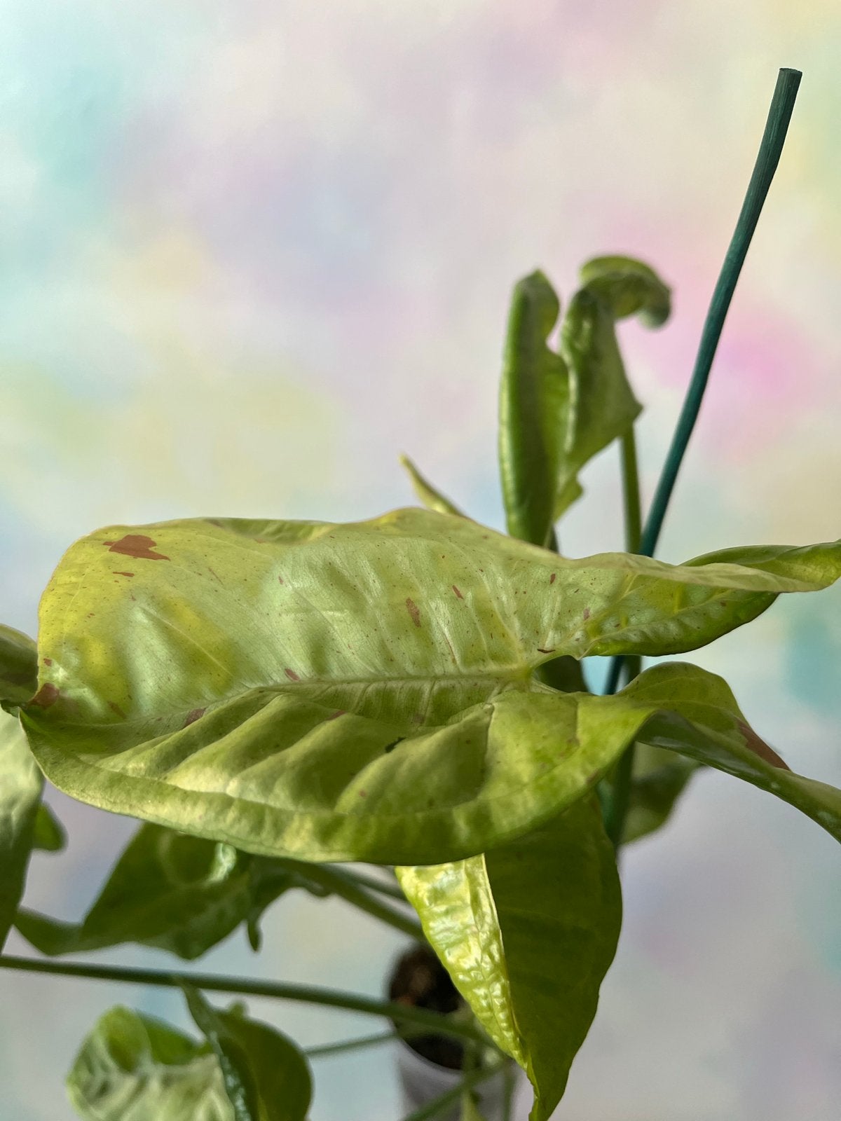 Syngonium Confetti - Prachtige Roze Spikkels, Vaste plant, Bloeit niet, Halfschaduw, Ophalen