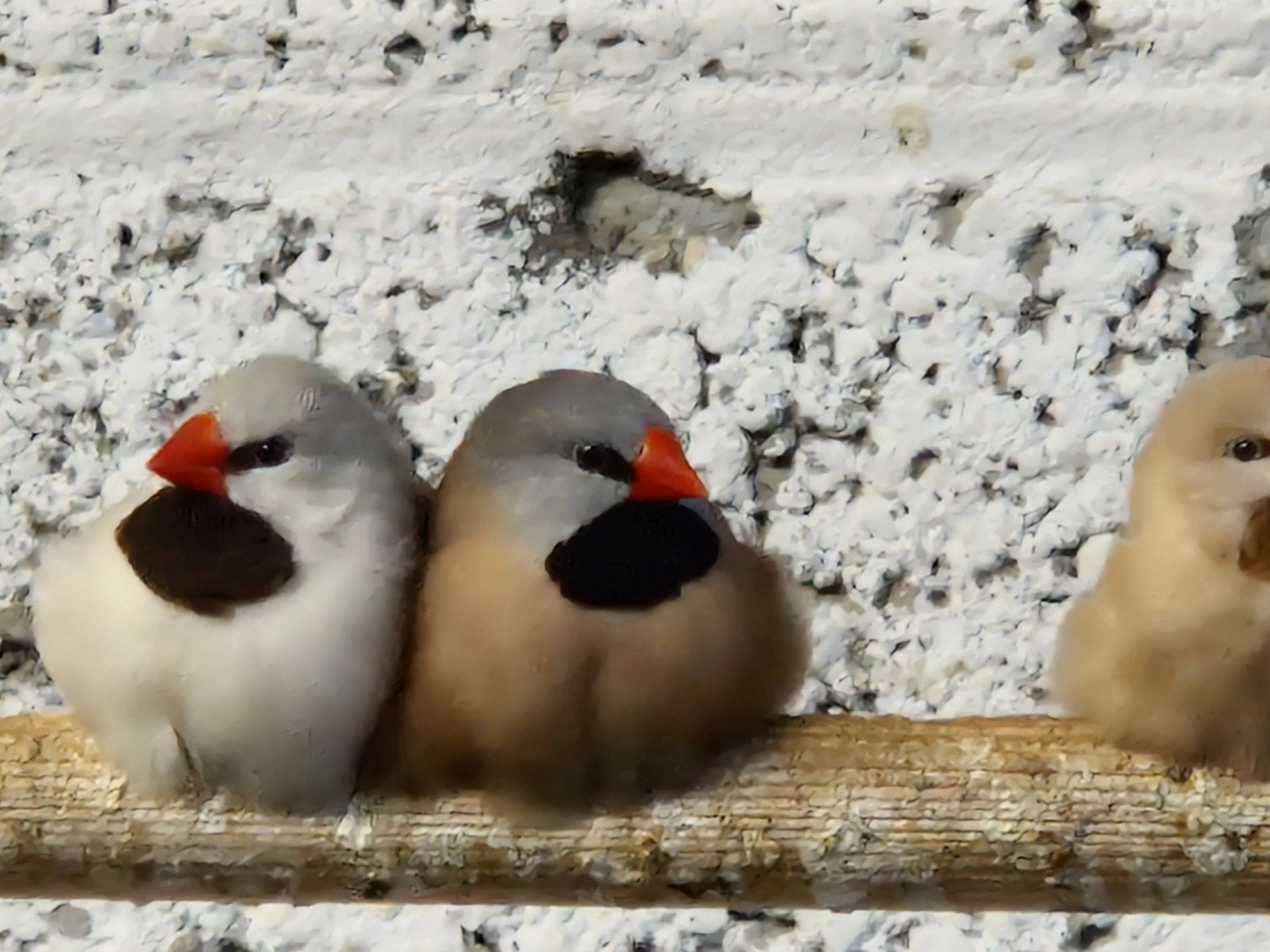 spitsstaart amadines 2026, Dieren en Toebehoren, Vogels | Overige Vogels, Meerdere dieren