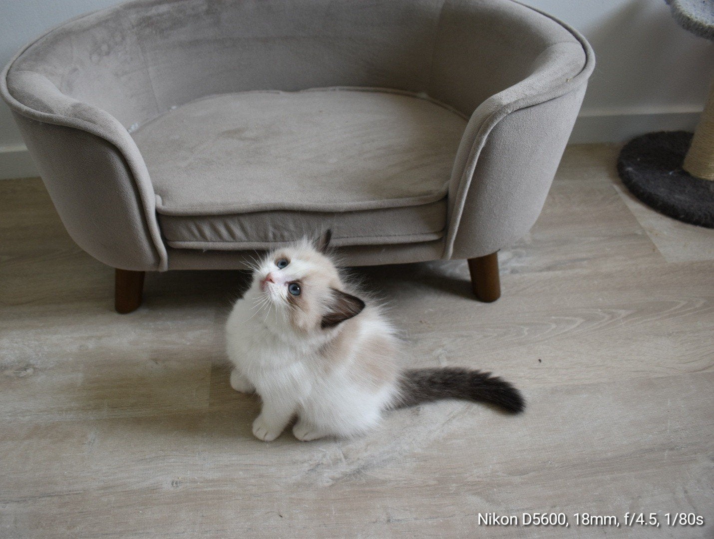 Raszuivere Ragdoll kittens Ragdoll Bicolor kittens poesjes, Dieren en Toebehoren, Poes, Gechipt