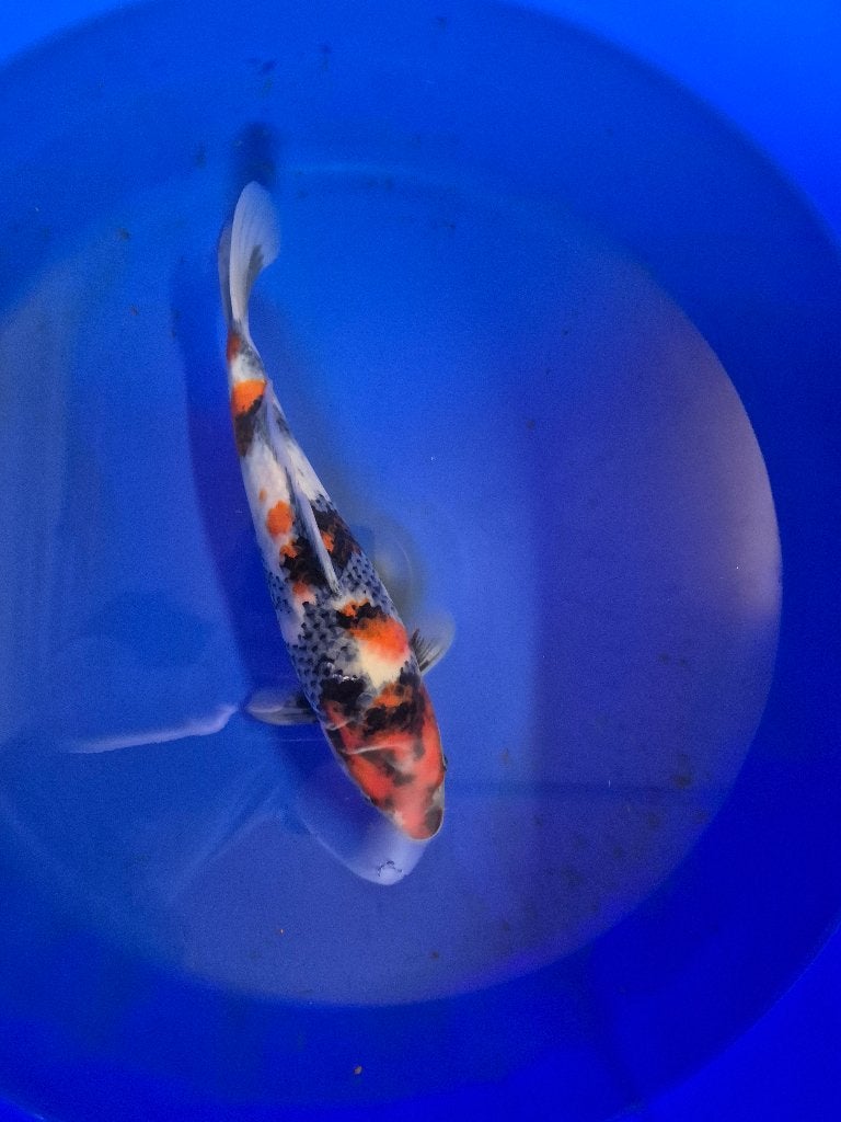 Mooie showa, Karper of Koi