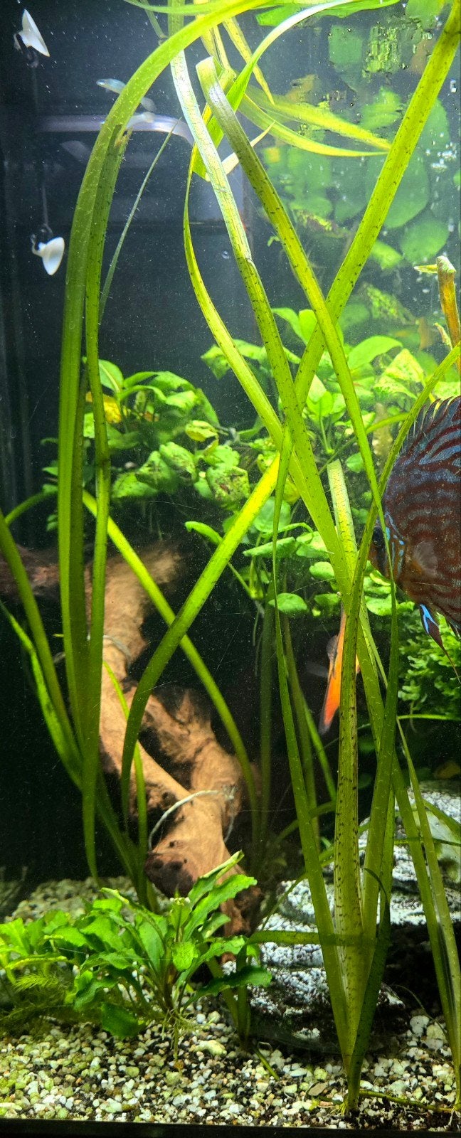 Vallisneria Gigantea stekken., Vis