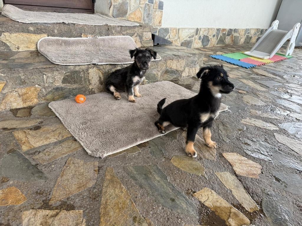 Puppys pup herplaatser adoptie, Dieren en Toebehoren, Honden | Niet-rashonden, Particulier, 15 weken tot 1 jaar, Buitenland, Parvo