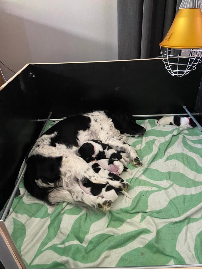 Ras zuivere Friese Stabij puppy’s, Parvo, 8 tot 15 weken, Meerdere, Meerdere dieren