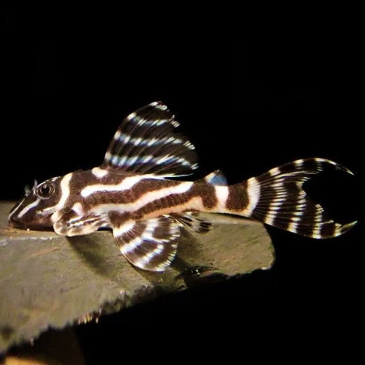 L173 Pleco te koop  Bijzondere L-nummer meerval, Vis, Zoetwatervis