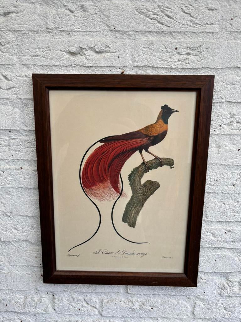 Vintage art print Jacques Barraband: Rode Paradijsvogel., Antiek en Kunst, Ophalen of Verzenden