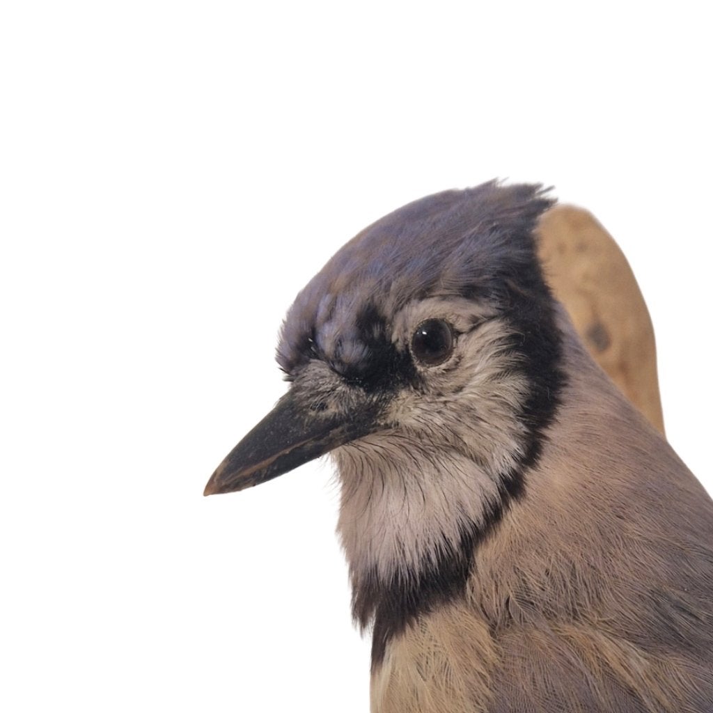 Opgezette Blauwe gaai (Antiek), Ophalen of Verzenden, Zo goed als nieuw, Vogel, Opgezet dier