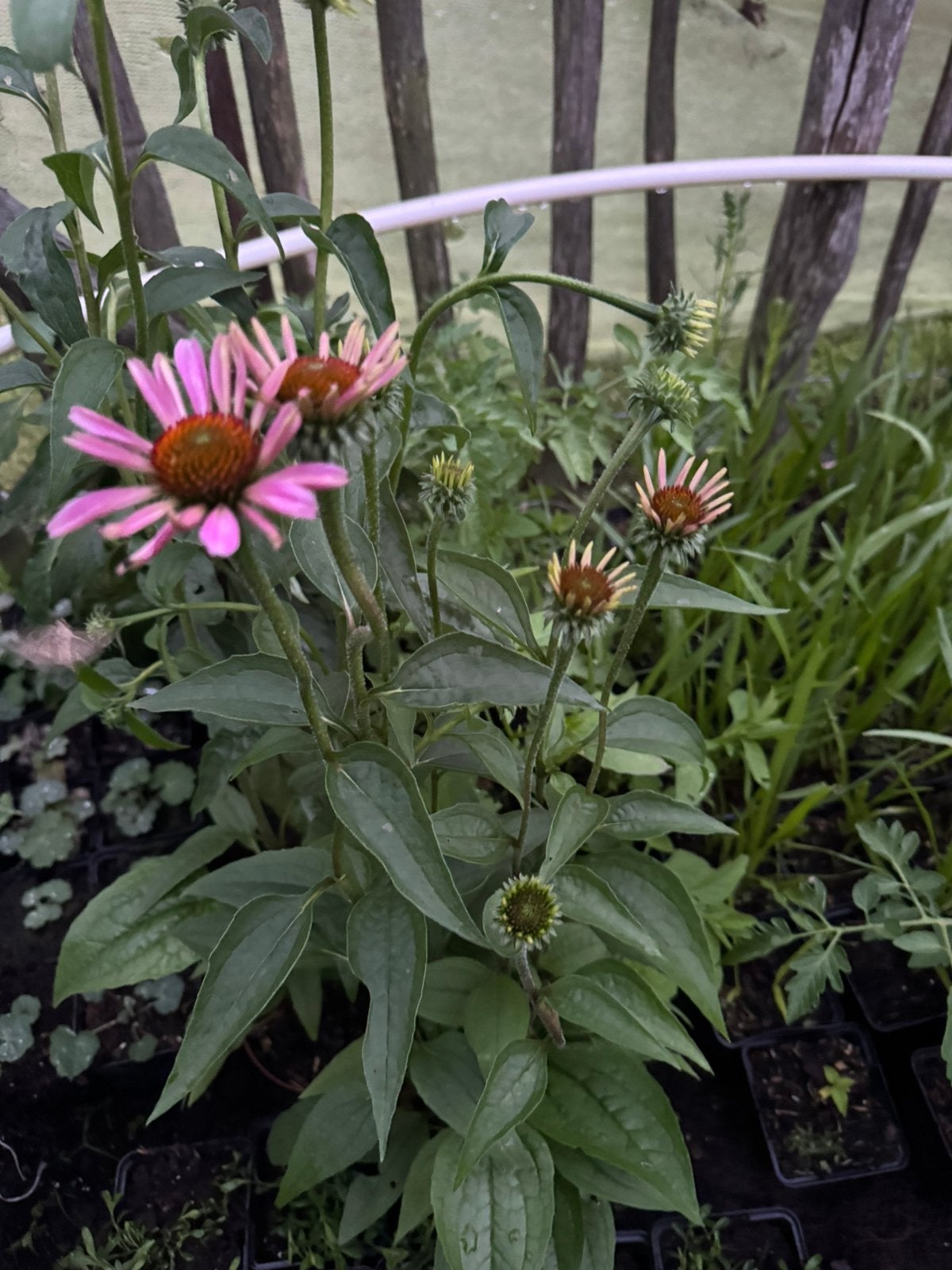 Mooie grote planten in pot, Tuin en Terras, Ophalen, Overige soorten, Volle zon