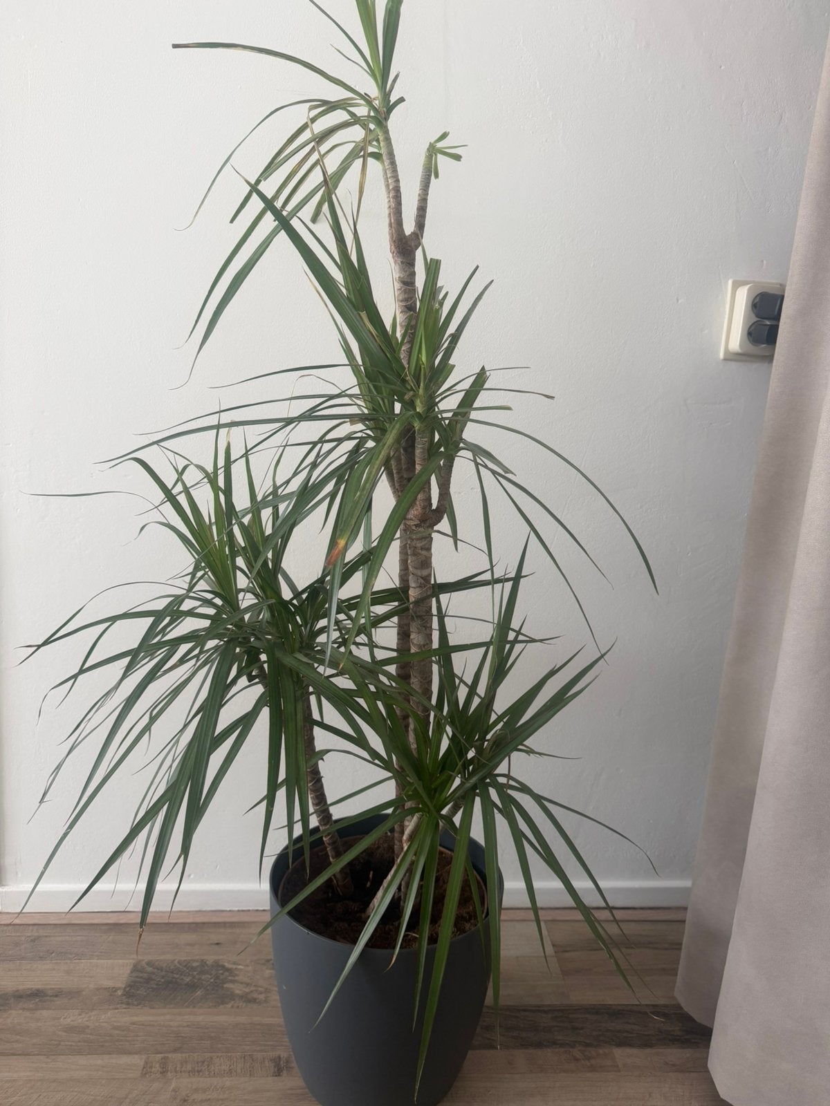 Mooie tropische plant voor uw huiskamer, Overige soorten, In pot, Minder dan 100 cm, Groene kamerplant