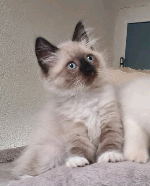 Prachtig Katertje kruising Neva Masquerade, Kater, Ontwormd, 0 tot 2 jaar