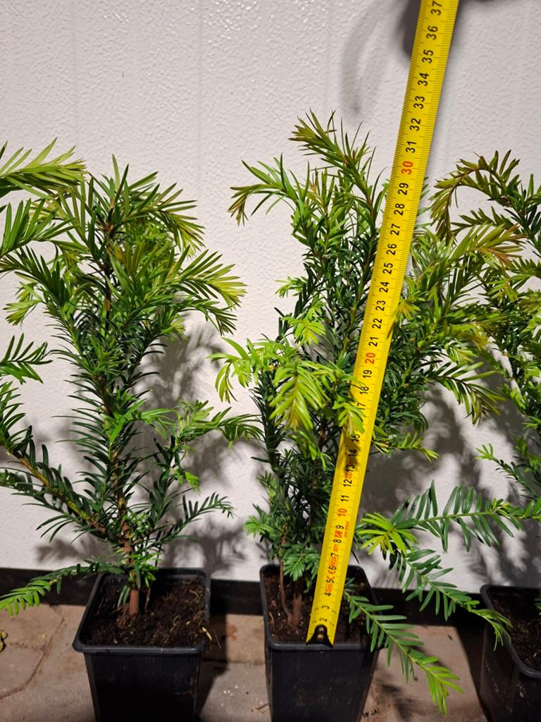 Taxus baccata €2.00, Ophalen of Verzenden, Taxus, Minder dan 100 cm