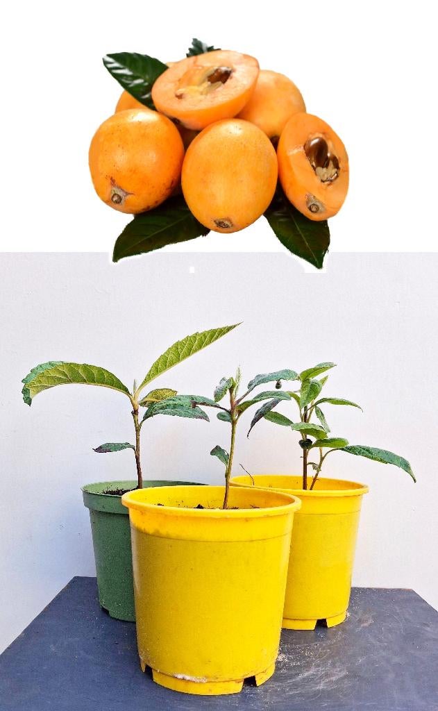 3 Japanse Wolmispel- Loquat- Eriobotrya Japonica, Tuin en Terras, Minder dan 100 cm, Overige soorten, Volle zon, In pot