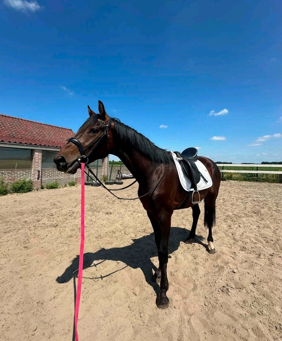 Super lieve dressuur ruin van 3 jaar, Dieren en Toebehoren, Paarden, Met stamboom, Ruin, Dressuurpaard, Zadelmak