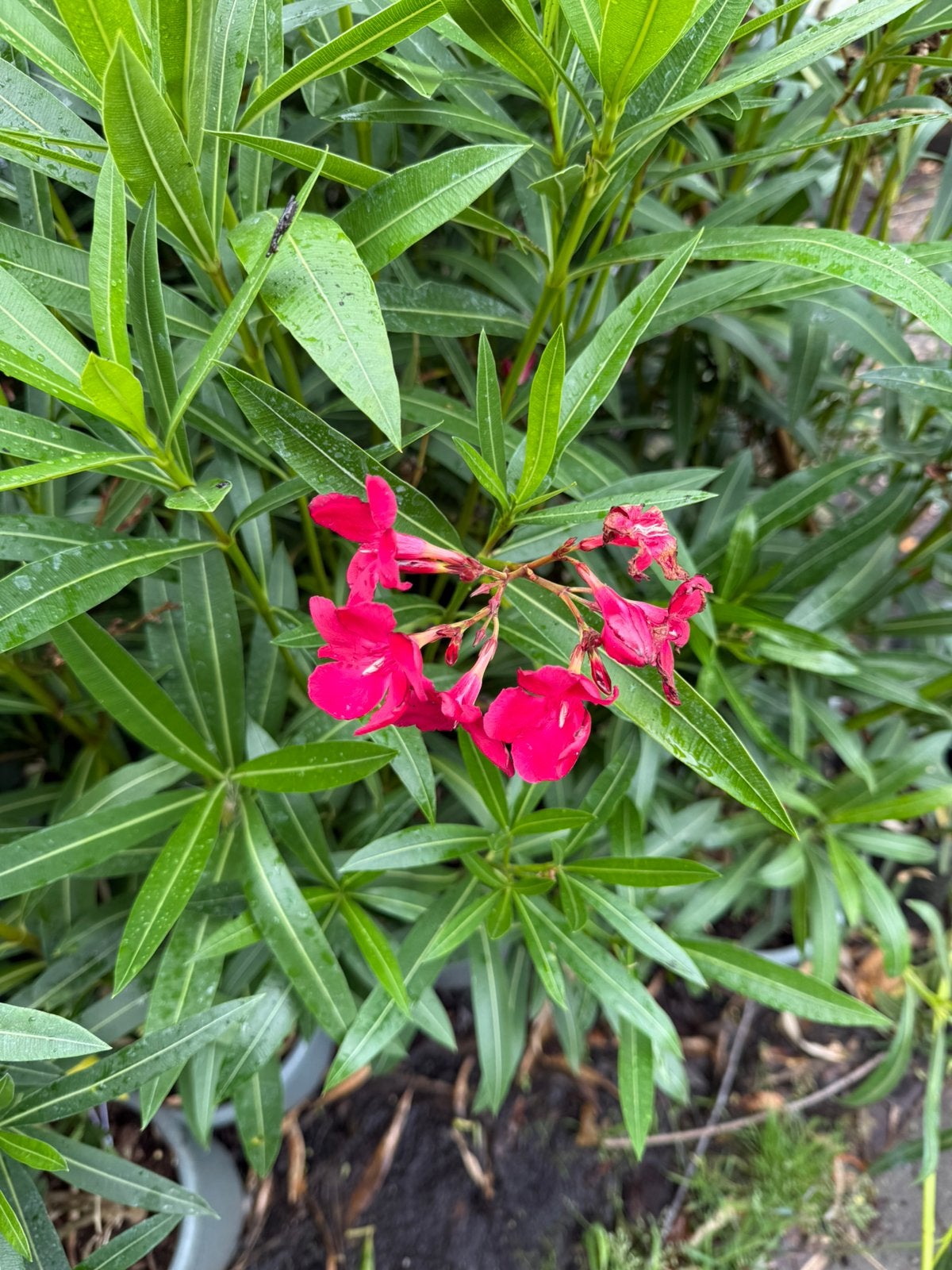 Rode oleanders 5 liter pot hoog 100/120+ pak je kans, Volle zon, Vaste plant, Zomer, Ophalen