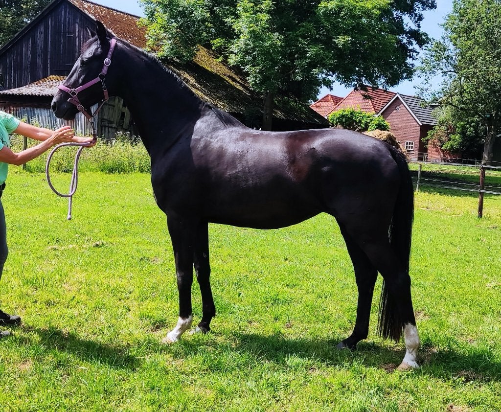 Getalenteerde dressuurmerrie v sport- en predicaatrijke stam, Dieren en Toebehoren, Paarden, Merrie, Met stamboom, Dressuurpaard