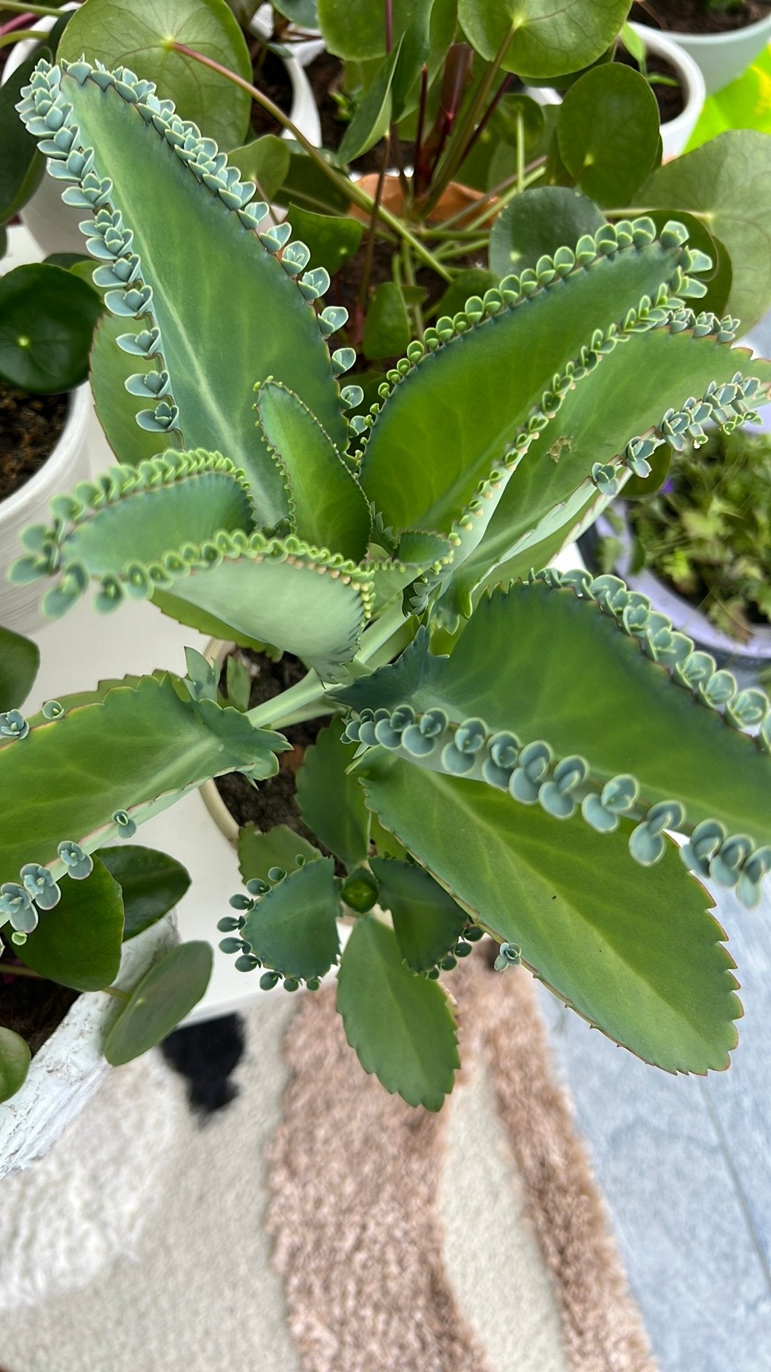 Vet plant met pot €4, Huis en Inrichting, Kamerplanten, Ophalen, Halfschaduw, Minder dan 100 cm