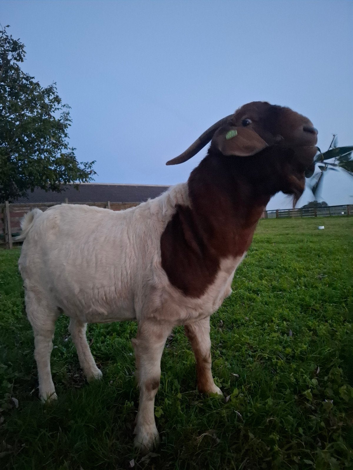 boeren bok te koop, Dieren en Toebehoren, Mannelijk, Geit, 3 tot 5 jaar