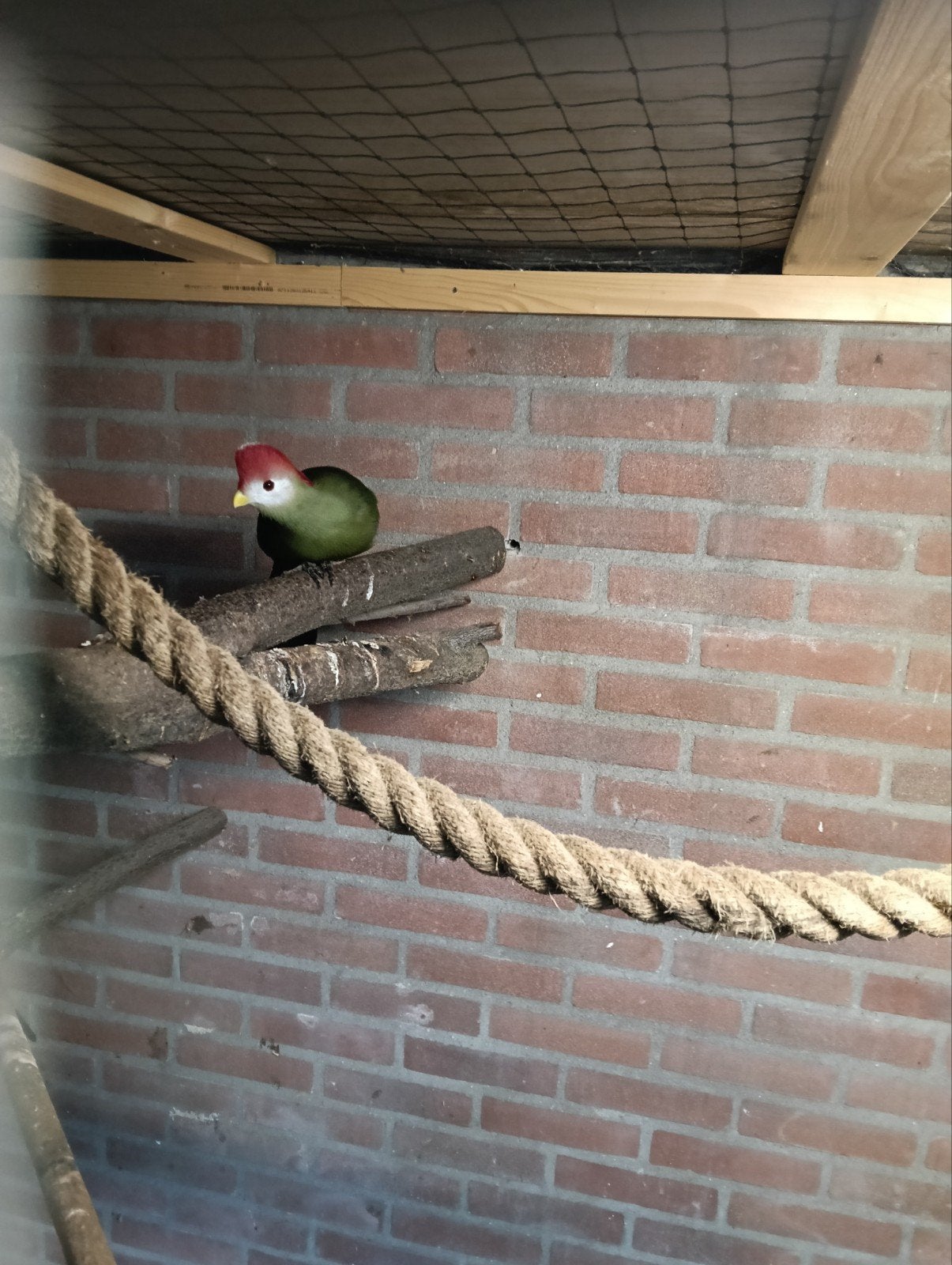 Roodkuif toerako, Dieren en Toebehoren, Mannelijk, Parkiet, Geringd