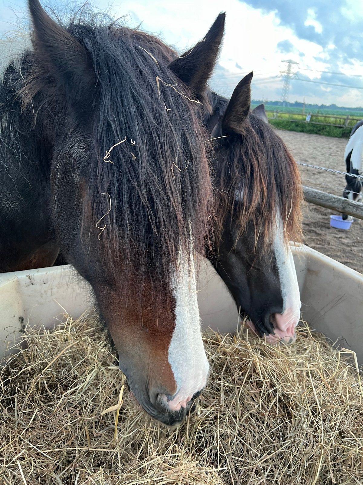 1 plek vrij op doe het zelf stal in Zevenhuizen Zuid Holland, Weidegang, 1 paard of pony