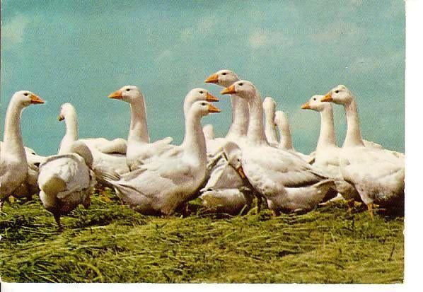 Ansichtkaart	Ganzen, Verzenden, 1960 tot 1980, Ongelopen, Vogel