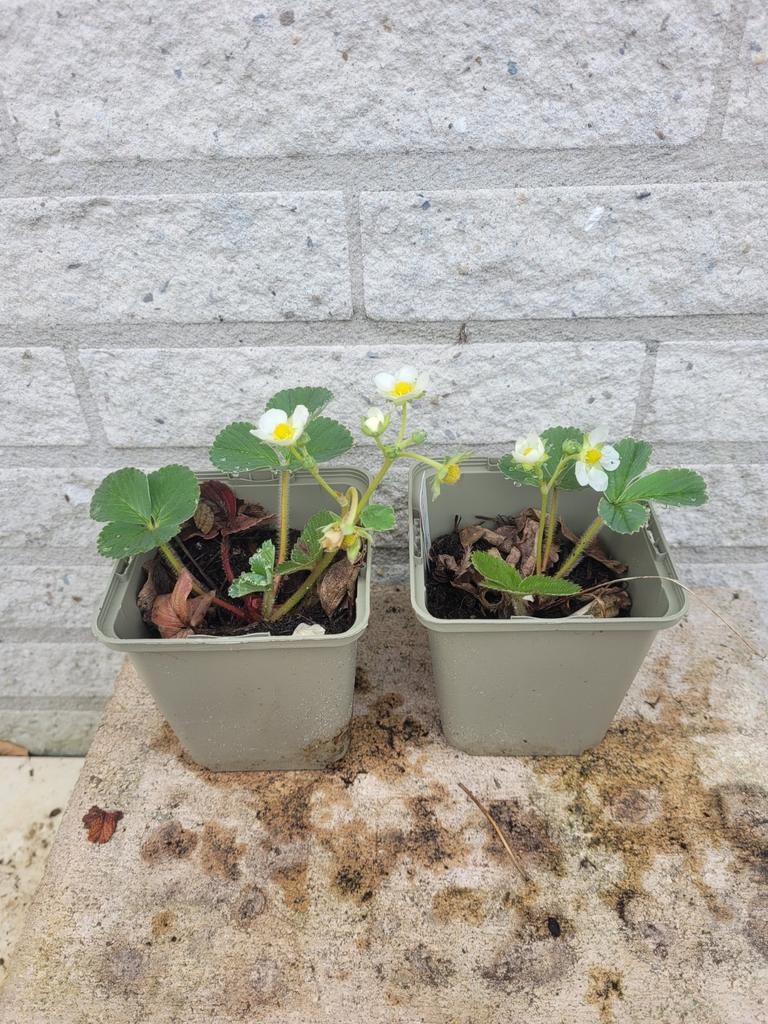 Framboos aardbei (de lekkerste!) biologisch, Ophalen, Halfschaduw, Minder dan 100 cm
