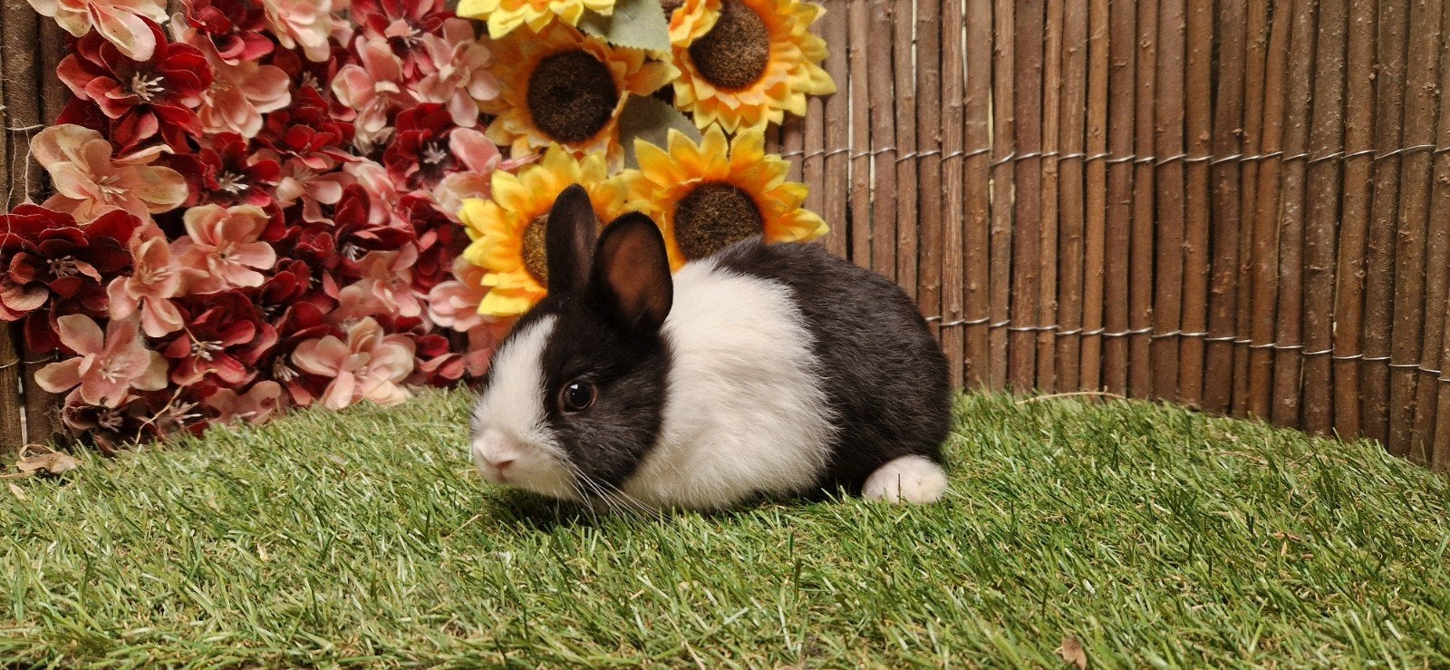 Jonge lieve dwergkonijn(en), ruime keus (kleurdwerg/minilop), Meerdere dieren, Dwerg