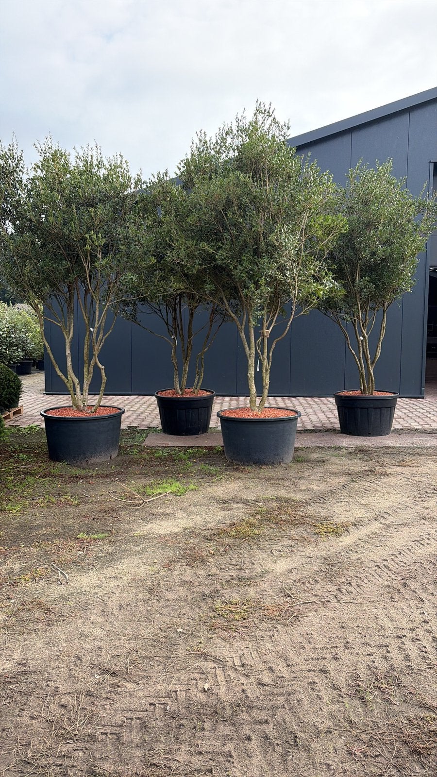 Osmanthus schijnhulst meerstam leverbaar tot 325 cmhoog., Ophalen, Overige soorten, Struik, 100 tot 250 cm