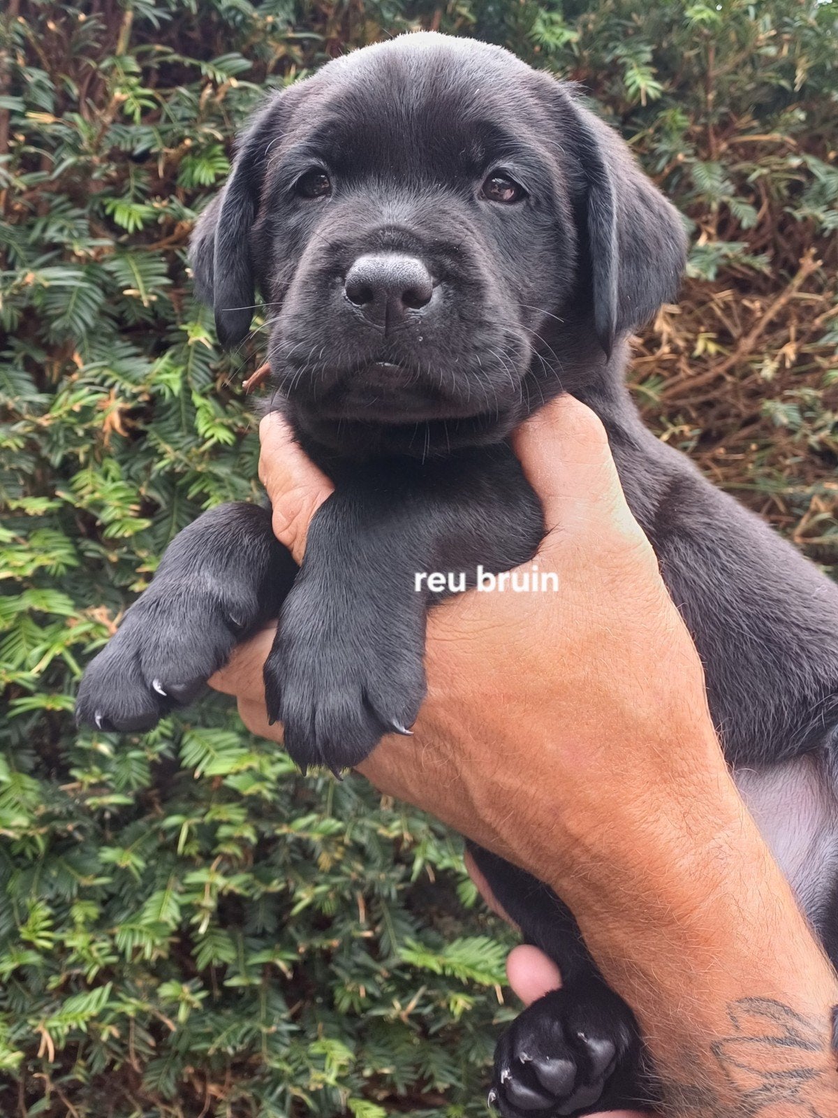 Hele lieve zwarte labrador pups aangeboden, Dieren en Toebehoren, Parvo, 8 tot 15 weken, Labrador retriever, Meerdere