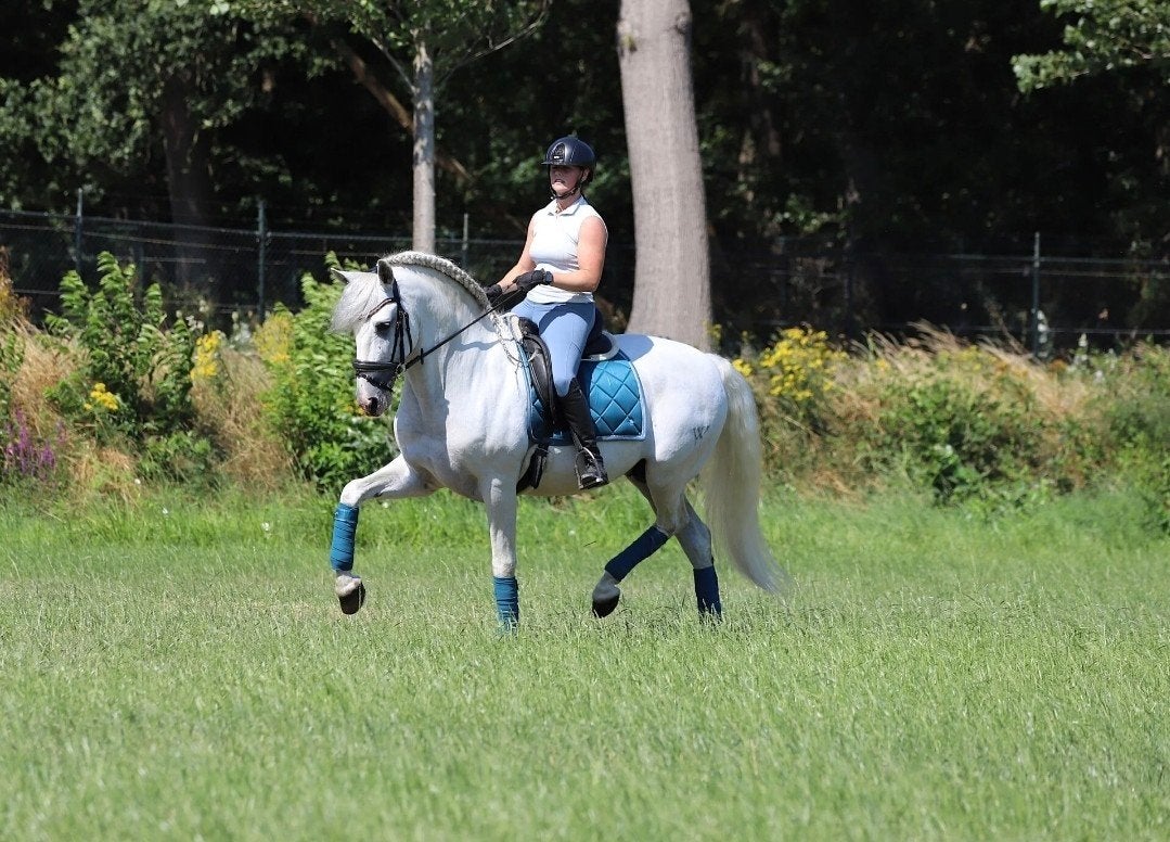 Zeer mooie pre pre andalusier cruzado, Meerdere dieren, Dressuurpaard, Met stamboom, 3 tot 6 jaar