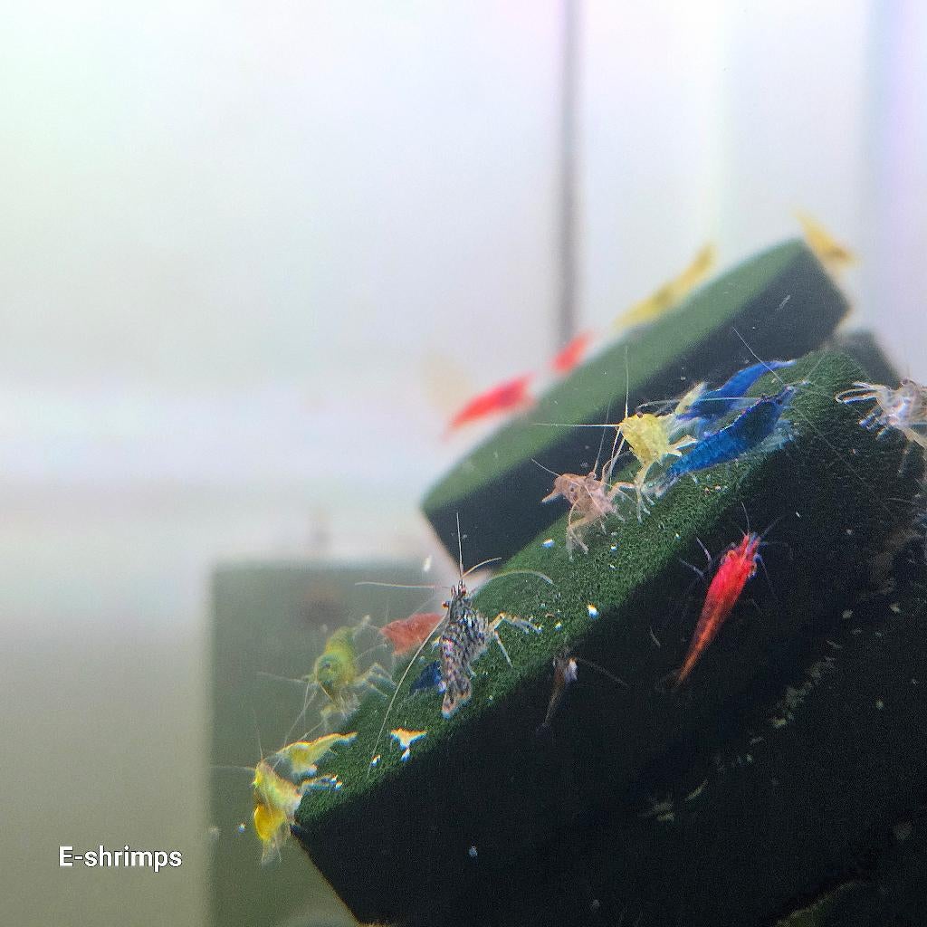 ☑️Uitgeselecteerde Neocaridina-garnalenmix Verzenden/afh, Kreeft, Krab of Garnaal, Zoetwatervis, Schoolvis