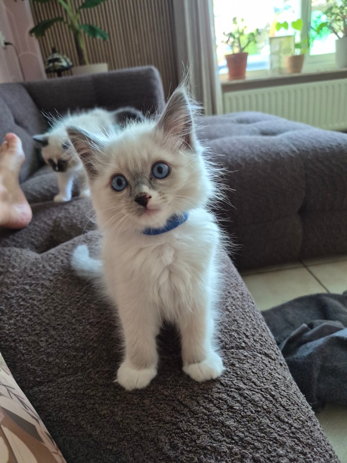 1 ragdoll kitten een mannetje, Meerdere dieren