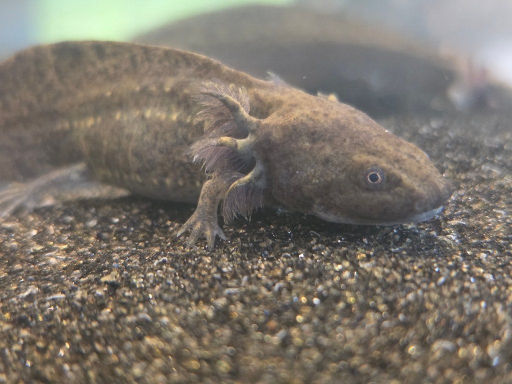 Axolotl wildkleur, Amfibie, 0 tot 2 jaar