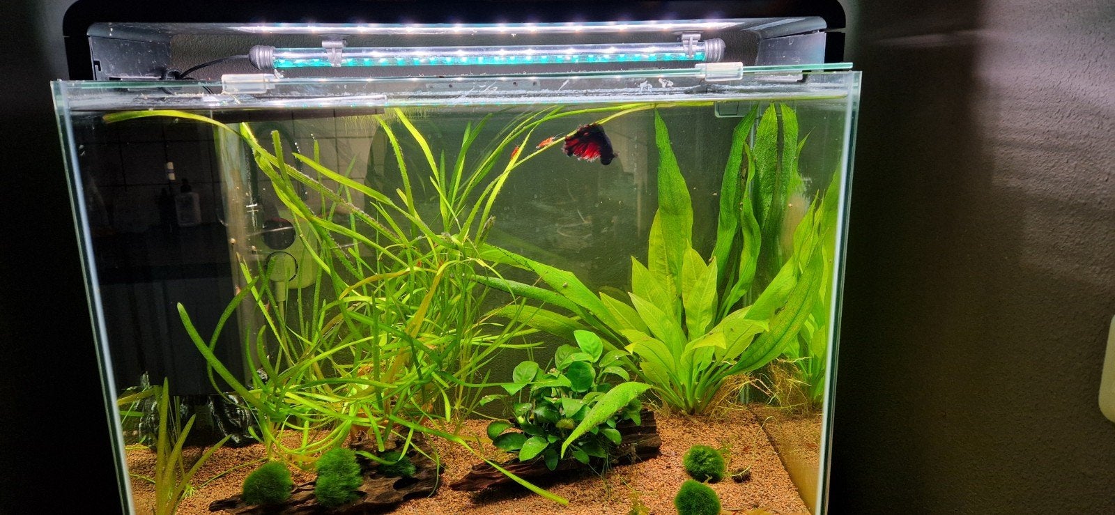 Superfish home 85 met inhoud, Dieren en Toebehoren, Ophalen, Inclusief toebehoren, Superfish, Gevuld zoetwateraquarium