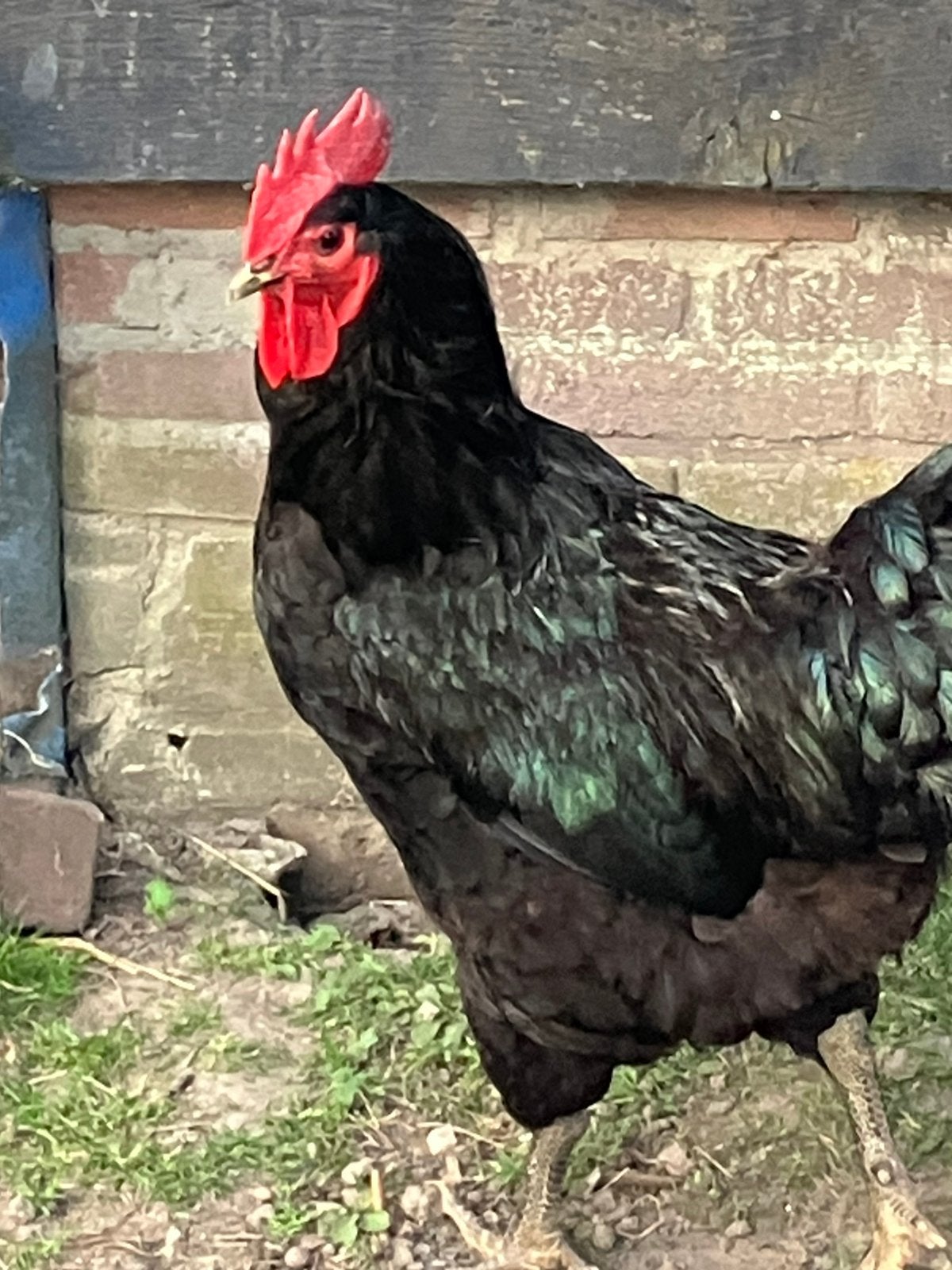 Mooie zwarte Giant haan, Dieren en Toebehoren, Pluimvee, Mannelijk, Kip