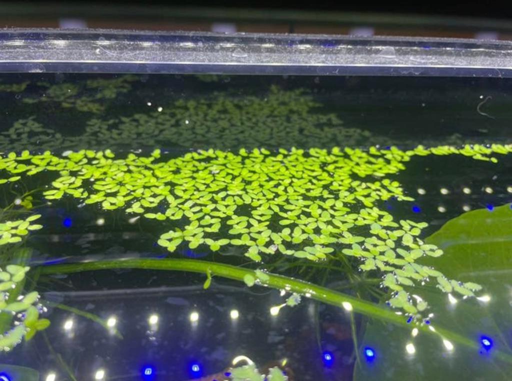 Aquariumplantjes Kroos, Ophalen of Verzenden, Zo goed als nieuw, Plant(en), Steen of Hout