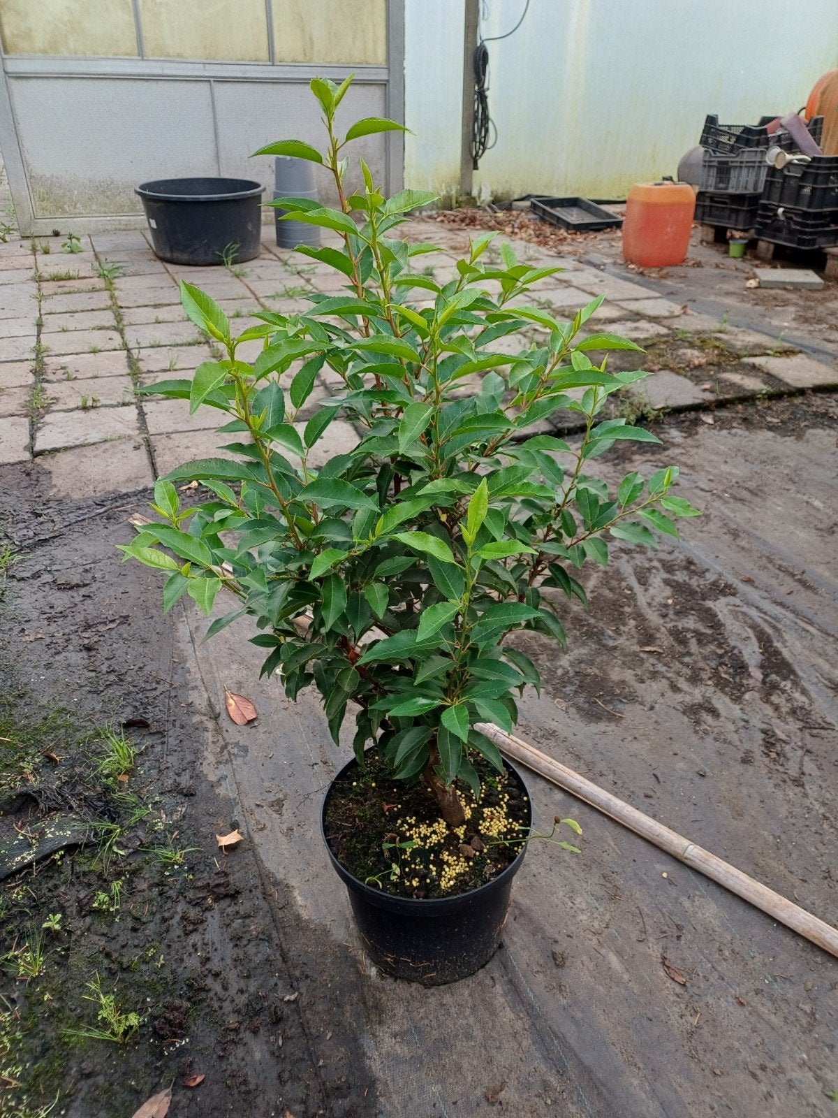 Portugese laurier, Tuin en Terras, Planten | Struiken en Hagen, Ophalen, Laurier, Minder dan 100 cm