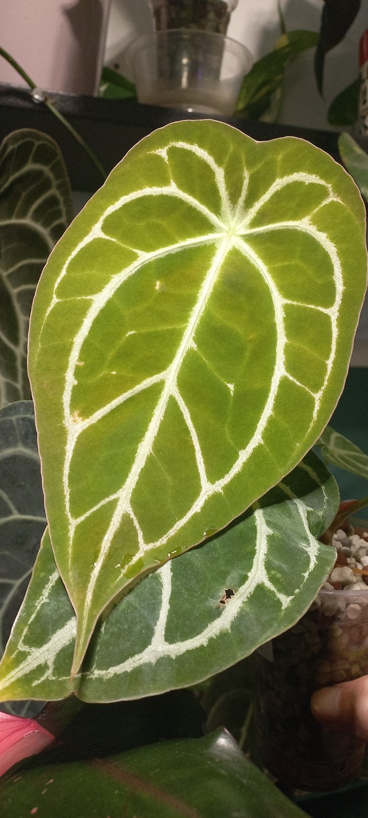 Anthurium Forgetii dark form x crystallinum in semi hydro, In pot, Minder dan 100 cm, Groene kamerplant, Halfschaduw
